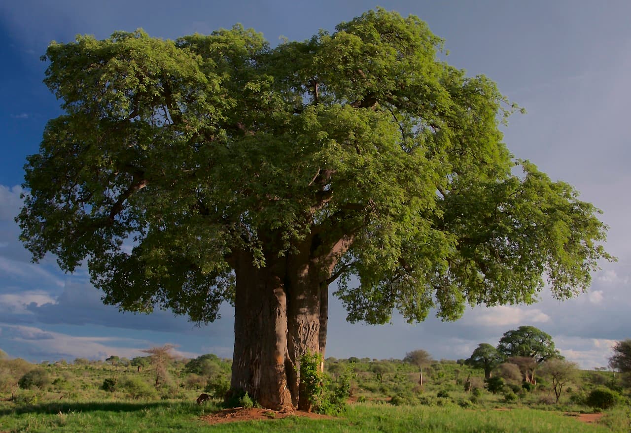 Baobab Oil